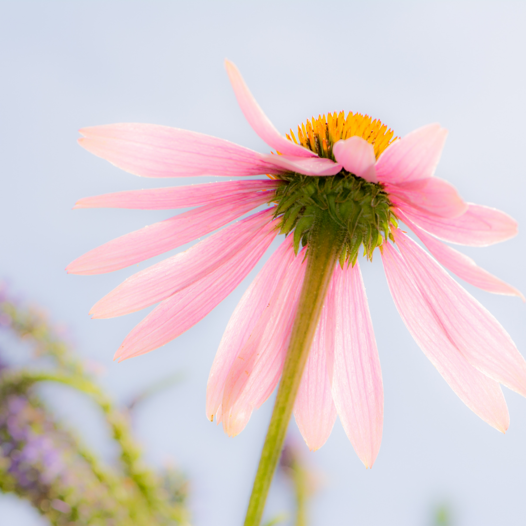 Echinacea Purpurea